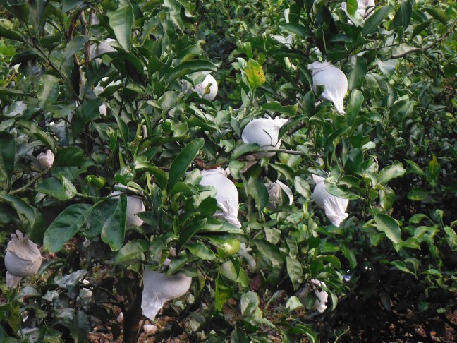 Well-looked after fruit in Japan comes with a hefty price tag